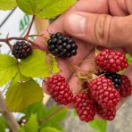 Černica nepichľavá (Rubus fruticosus) ´BLACK SATIN´ - skorá 70-100 cm; kont. C1L 